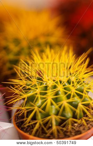  cactus