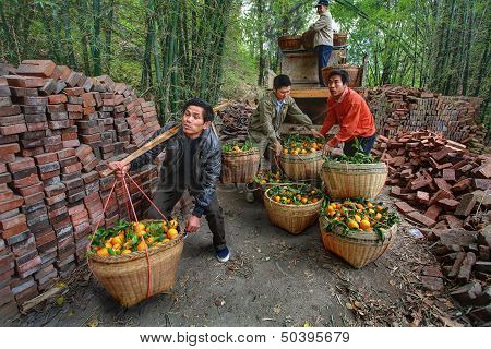 Chinese Unload Truck Of Oranges That Are In Wicker Baskets.