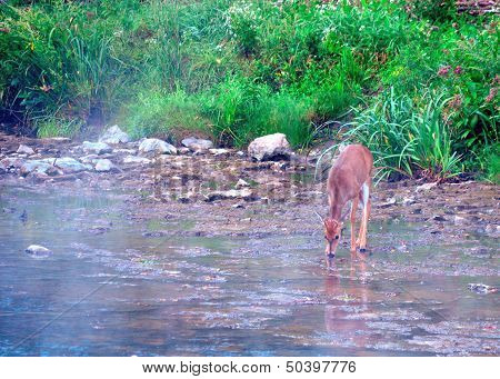 Whitetail Deer Spike Buck