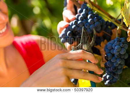 Woman winemaker picking grapes with shear at harvest time in the sunshine