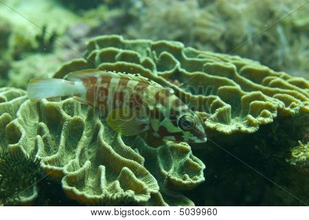 Blacktip garoupas Epinephelus Fasciatus