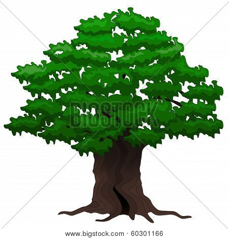 Big oak tree