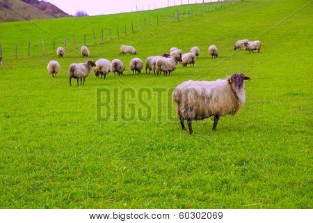Latxa sheep in Pyrenees of Navarra grazing in meadow at Spain