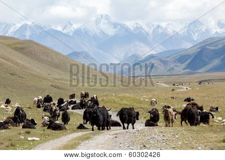 Group of yaks on the mountain road, Kirgizia