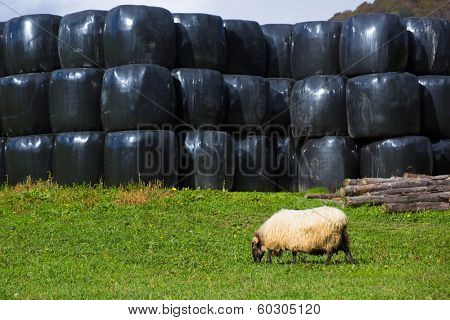 Latxa sheep in Pyrenees of Navarra grazing in meadow at Spain