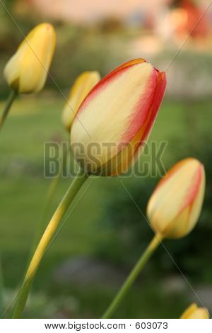 Tulipány 