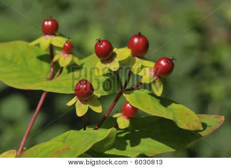 Dziurawiec - Hypericum androsaenum