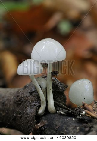 磁器菌類 - Oudemansiella mucida