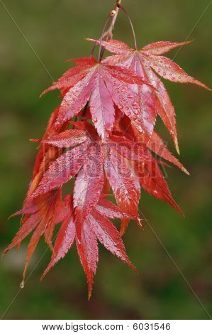 Javor dlanitolistý - Acer palmatum