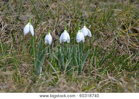 Snowdrops