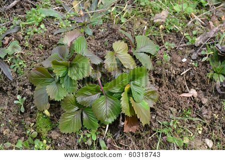 Green leaves of wild strawberry