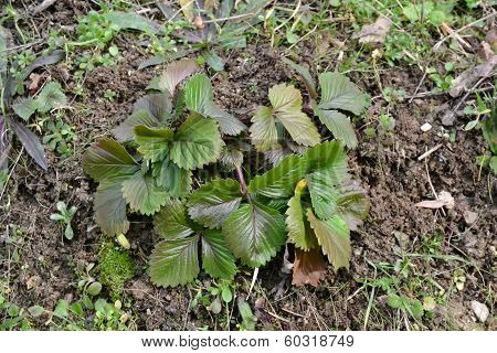 Green leaves
