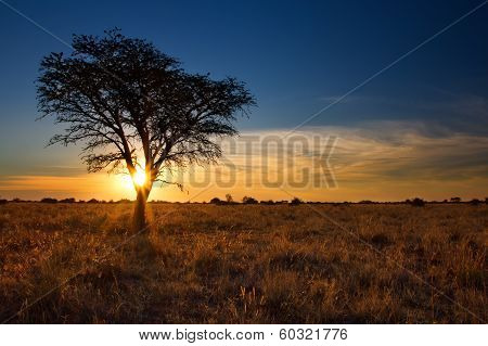 Lovely Sunset In Kalahari With Dead Tree