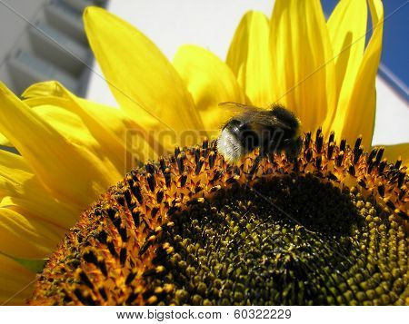 Bumblebee on a sunflower with prefab on background