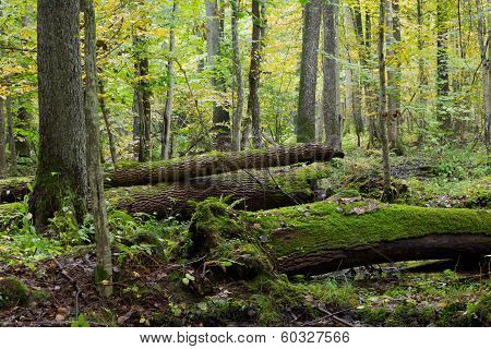 Old Ash Trees Broken Lying In Fall