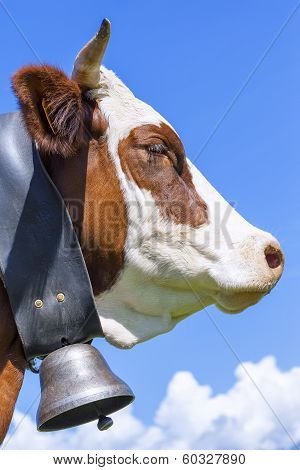 Horned Cow