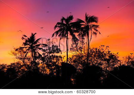 sunset with birds at Bird island, Koggala, Sri Lanka