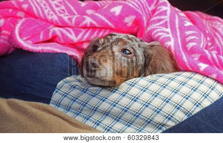 Snug Double Dapple Doxie
