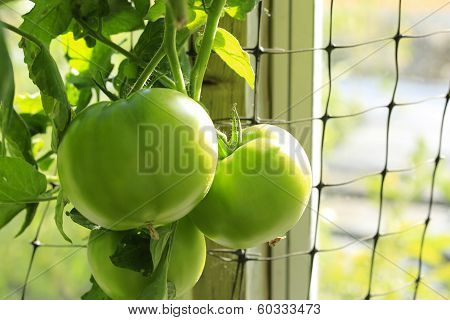 Tomato Plant