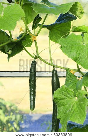 Young Cucumber Plant