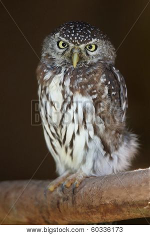 Pearl-spotted Owl Bird