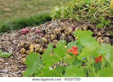 Gathering Harvest. Fresh Young Potatoes