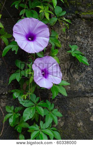 Violet Morning Glory Flowers