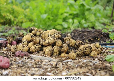 Gathering Harvest. Fresh Young Potatoes