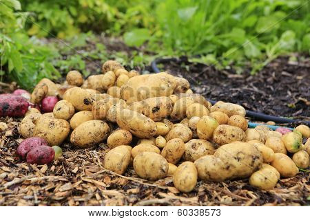 Gathering Harvest. Fresh Young Potatoes