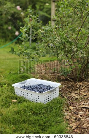 Gathering Harvest. Organic Blueberries
