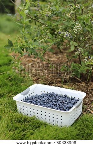 Gathering Harvest. Organic Blueberries