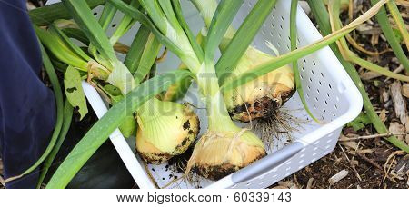 Gathering Harvest. Fresh Green Onions