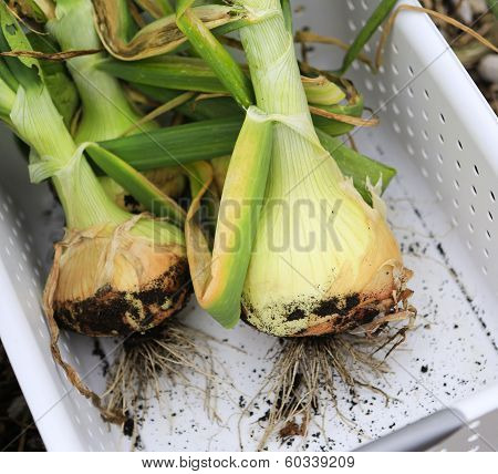 Gathering Harvest. Fresh Green Onions