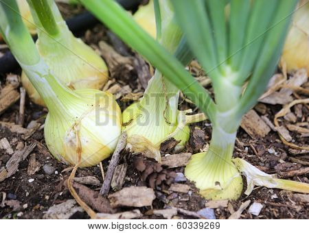 Close Up View Of Growing Onions