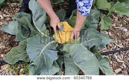 Gathering Harvest. Ripe Cauliflower