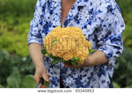 Woman Is Holding Just Cutted Ripe Cauliflower
