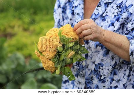 Woman Is Holding Just Cutted Ripe Cauliflower