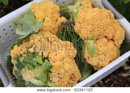 Gathering Home Harvest