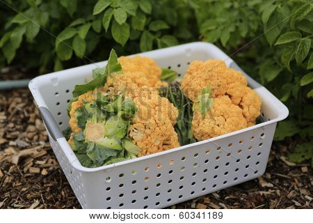 Gathering Home Harvest