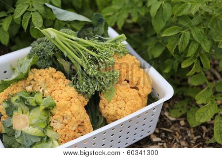 Gathering Home Harvest