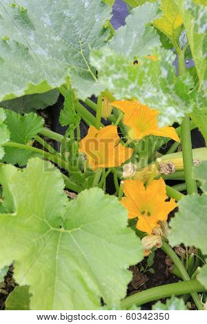 Young Cucumber Plant