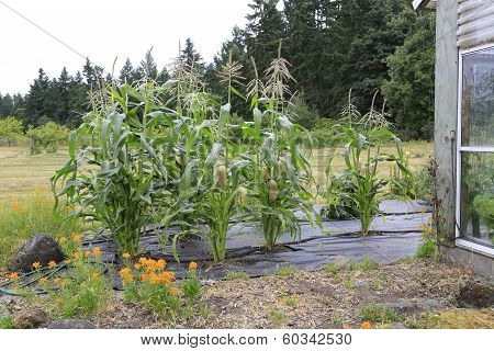 View Of Growing Corn Plant