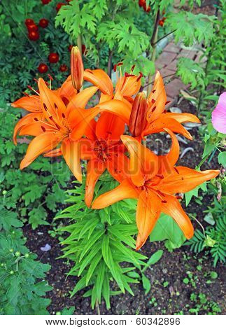 Many Flowers And Buds Of Red And Orange Lilies