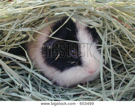 Teddy Meerschweinchen im Stroh