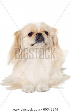 Pekingese dog is resting on a white background