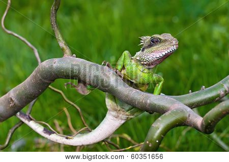 Water Agama