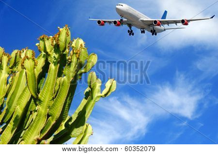 Plane is about to land at a tropical destination. The plant is in blure the plane is in focus.