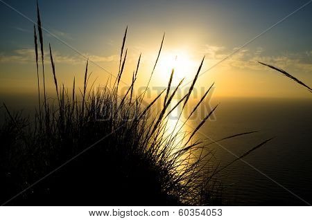 Esparto Reeds