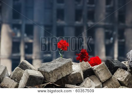 Carnations On A Barricade In Kiev
