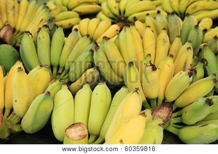 Banana Bunch Group